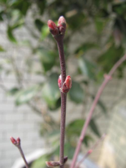 日本红枫也发芽了,很期待那些鸡爪的小叶子.