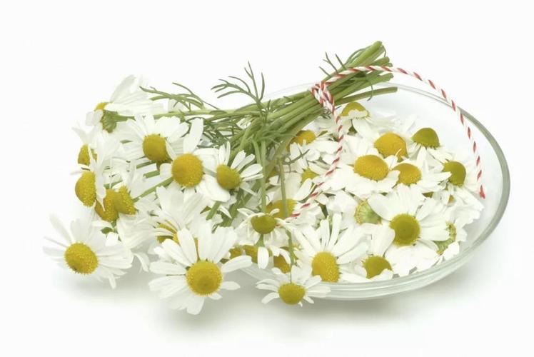 学报:超临界co2 萃取洋甘菊精油工艺研究