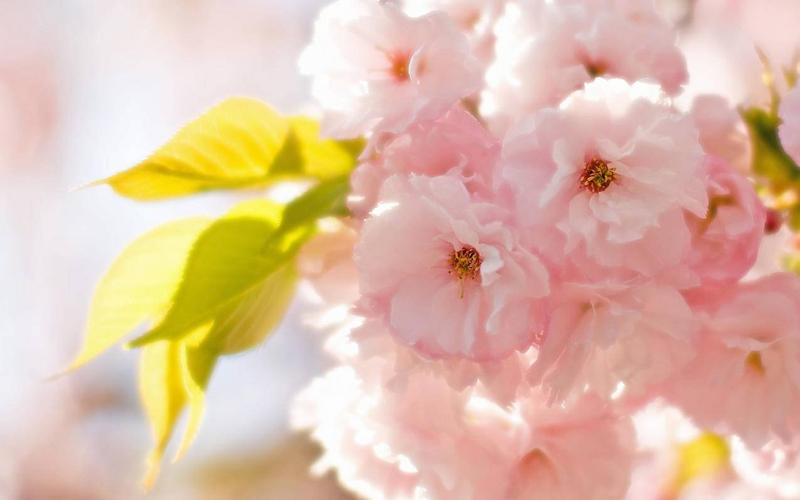 清新唯美娇艳欲滴花儿春天唯美温暖温馨一刻清新淡雅鸟语花香高清壁纸