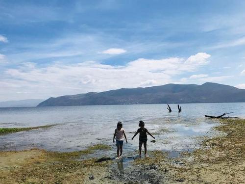 滇皂角之王 大理潘正伟