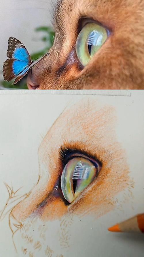 如何画出猫眼睛的透亮感?今天我来教你_猫眼_彩铅__画