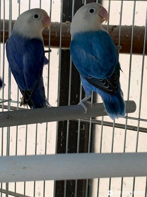 眼镜类(头类)牡丹鹦鹉图鉴