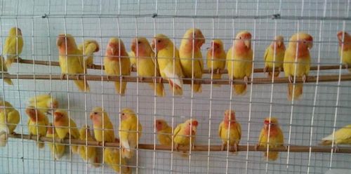 活体牡丹鹦鹉活体棕头牡丹鹦鹉活体黄绿桃虎皮鹦鹉包活包健康 niao