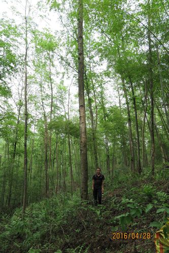 珍贵速生乡土树种光皮桦介绍