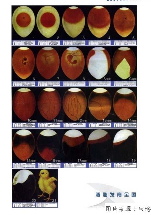 母鸡下的双黄蛋真的能孵出两只小鸡吗双黄蛋是不是更有营养