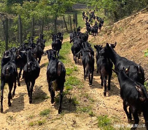 湘美黑山羊技术课堂:羔羊断奶后腹泻的诊治