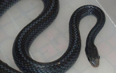 属游蛇科的无毒蛇,可以入药.