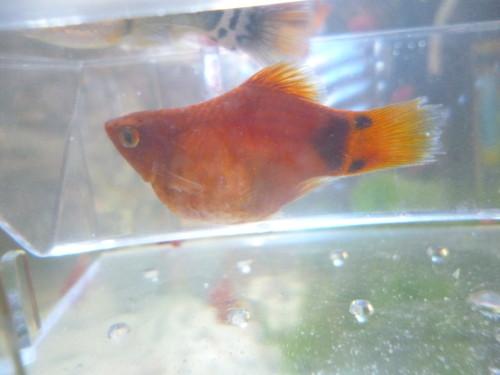 米奇鱼肚子非常大,怎么还不生鱼宝宝?