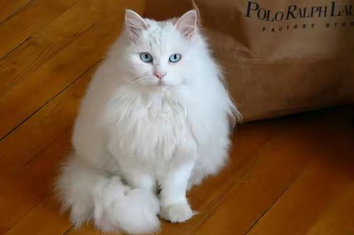 山东狮子猫与波斯猫哪个好养