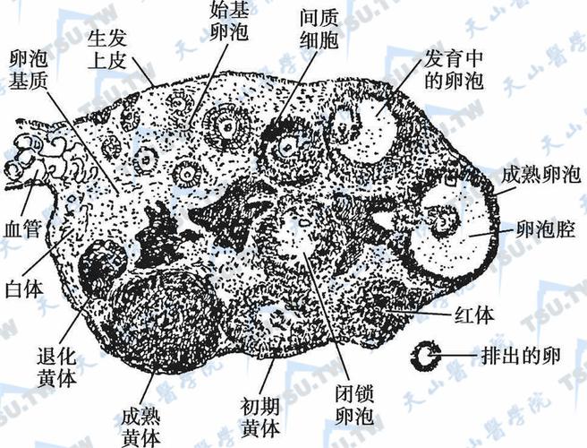 卵巢切面结构的示意图