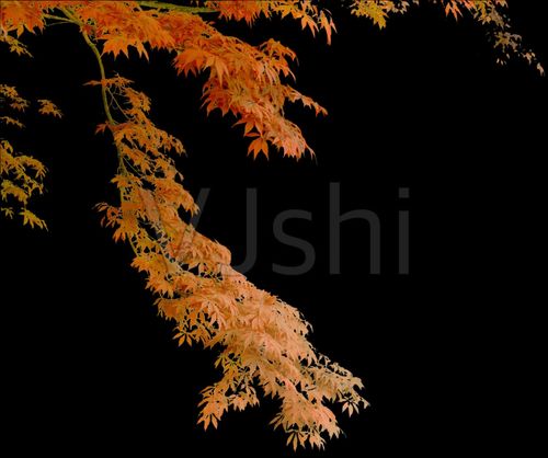 动画黄色枫树枝