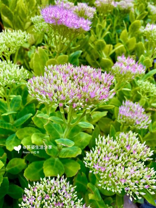 八宝景天的花语:吉祥