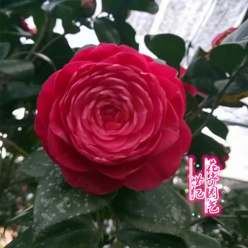 珍贵大理茶花八大名品之一玉带紫袍室内外绿植庭院美化盆栽