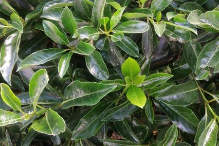 在种植之前,可对冬青苗处理一下,将苗木上枯黄的烂叶子去掉,根部有