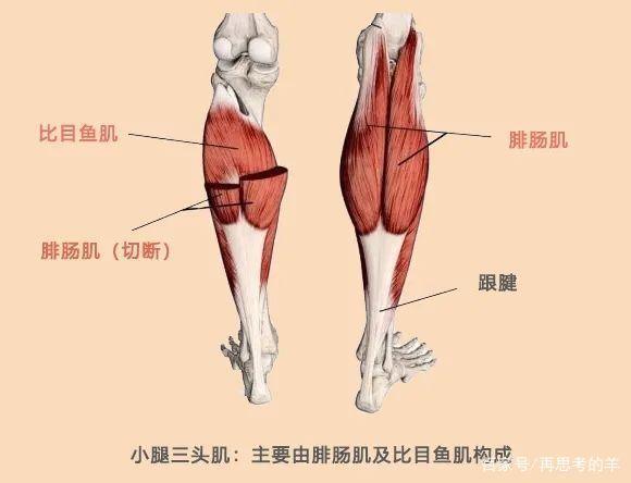 小腿三头肌主要由腓肠肌和比目鱼肌组成,是我们小腿最有力的肌肉,通过