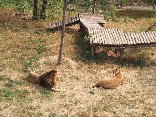 滨州中海小学2018级4班济南野生动物园研学