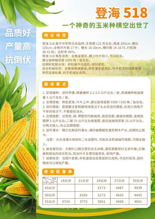 登海518 ,一个神奇的玉米种子