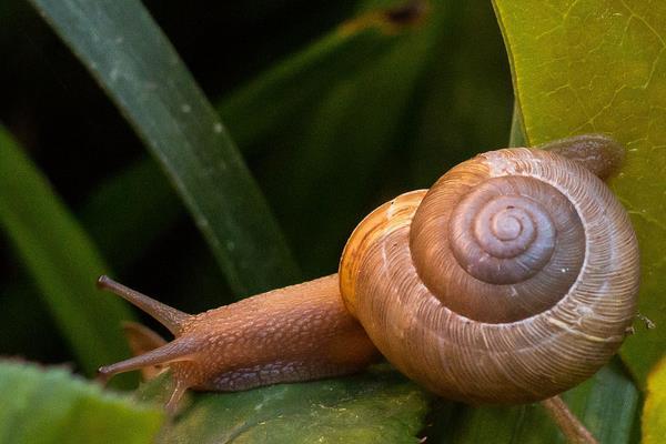 蜗牛有多少颗牙齿