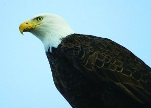 美国代表动物白头海雕的简笔画