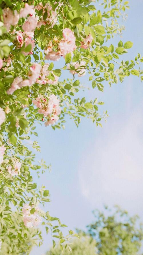 清凉壁纸 唯美 小清新 可爱