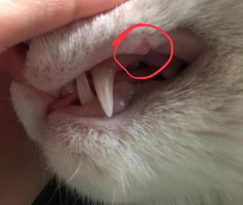 〔讨论〕猫咪这样是口腔溃疡么?