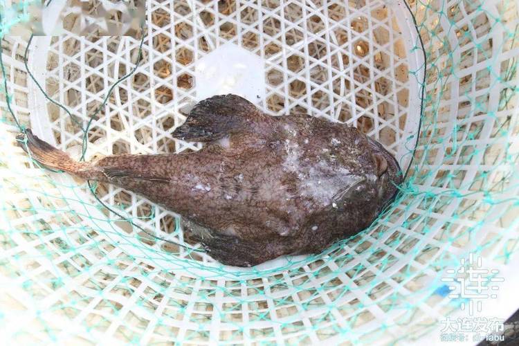 成了大连人实现"海鲜自由"的基地 鱼虾蟹等海鲜 现打捞上岸 活蹦乱跳