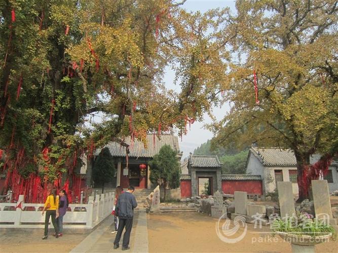山东泗水安山寺孔子手植古银杏(2500)