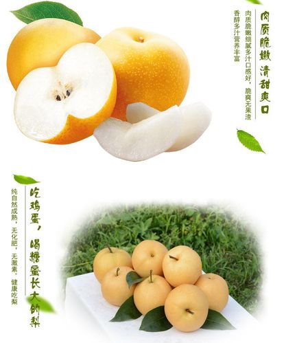 万润丰羊脂秋香梨有机水果当季新鲜脆梨山东秋月梨园直供梨子5斤_特别