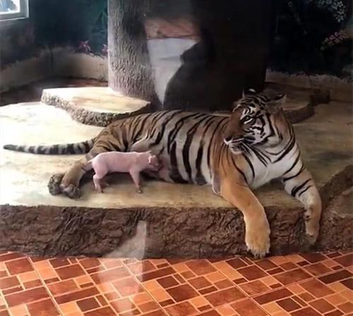 男猪1995女虎1998婚配,1998年女属虎和1995年男属猪的