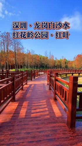 深圳拍照圣地 龙岗红花岭公园落羽杉林红叶_拍照圣地
