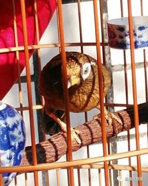 画眉鸟"生鸟"驯养注意事项