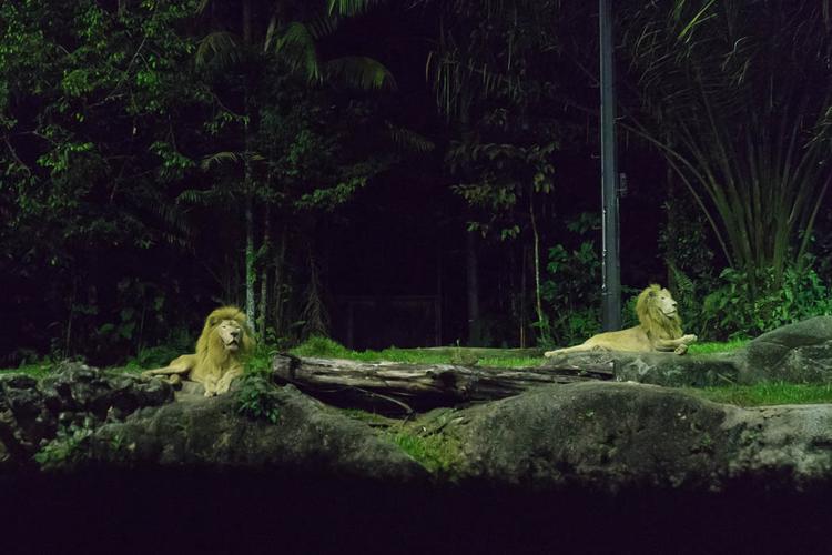 night safari