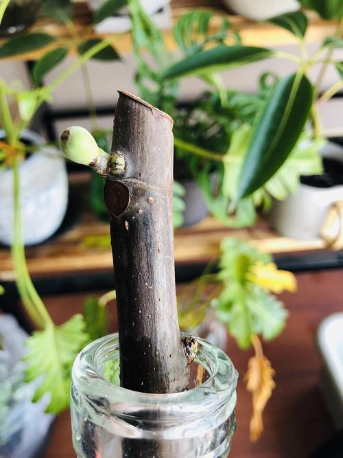 汇报一下无花果的扦插(4月16日更新最新长势)