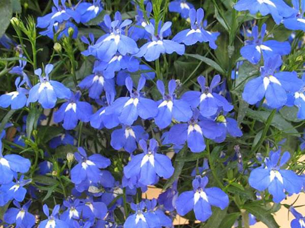 六倍利种植方法 六倍利播种时间