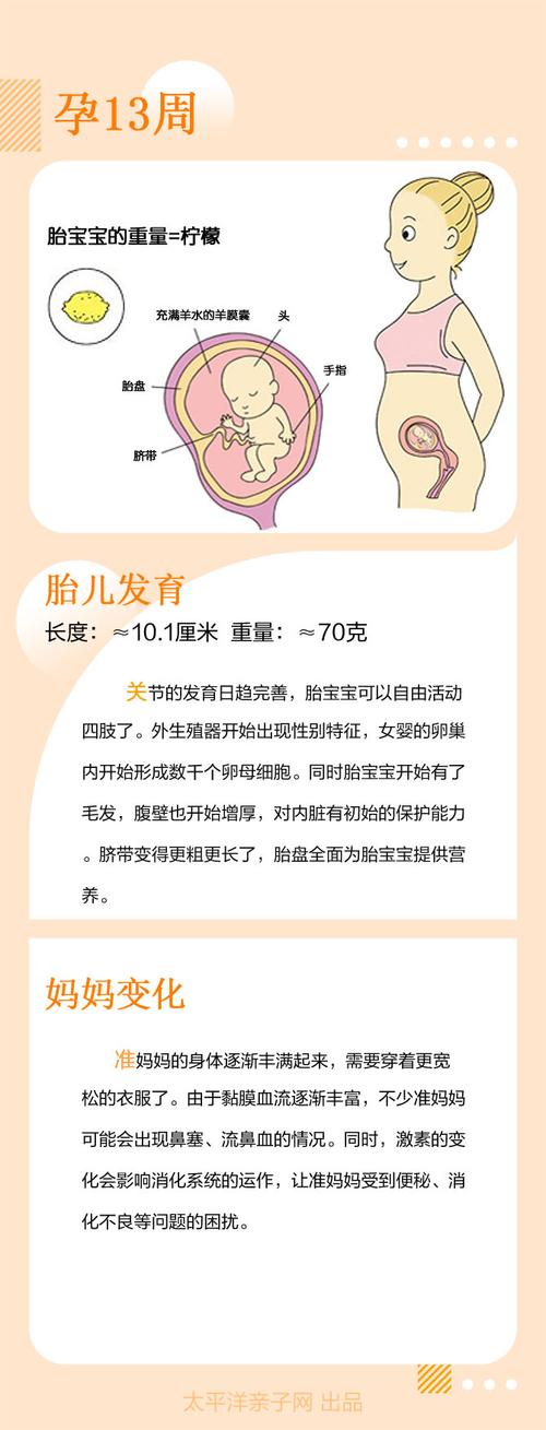 怀孕13周胎儿发育和妈妈变化