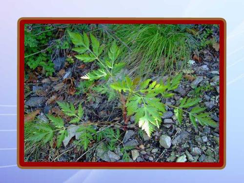 吉隆藁本(学名:ligusticum gyirongense)是伞形科藁本属的植物,是中国