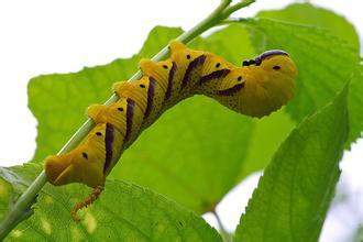 (鬼脸天蛾老熟幼虫)