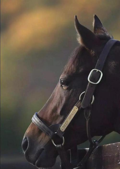 日本赛马惊现马骑马当众开车竟是源于流传了3代的迷恋