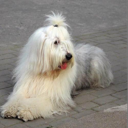 (赠送)纯种古牧犬求爱心人士收养   