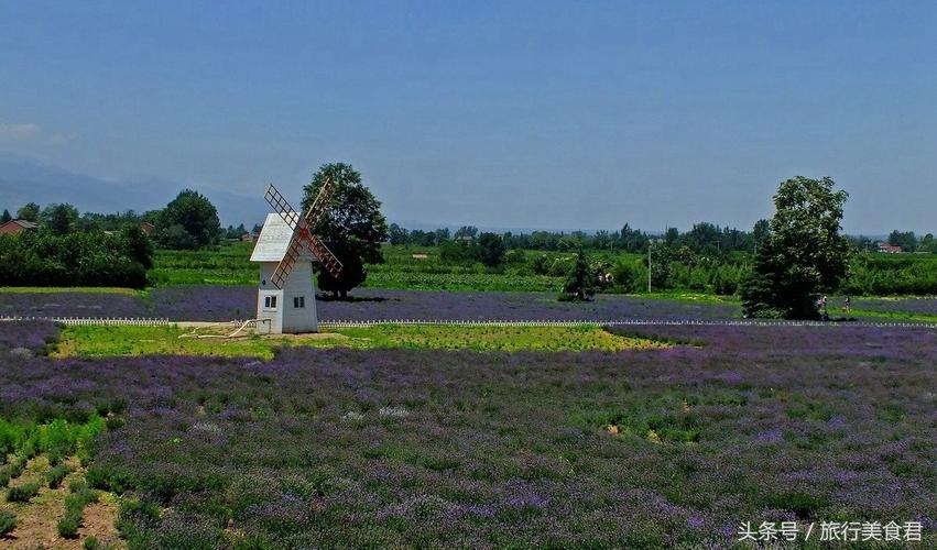 熏衣草庄园附近薰衣草庄园