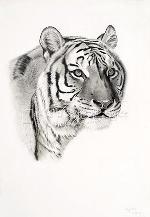 东北虎 素描 翁哲绘
