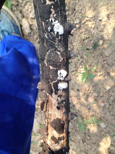 这花椒树是犯什么病了!该怎么拯救呢?