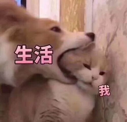 表情包 生活 我-堆糖,美好生活研究所