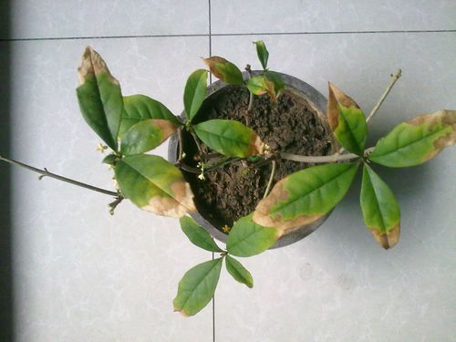 我家的桂花树一直在落叶,没落的树叶也是半个叶片焦黄,谁知道到底怎么