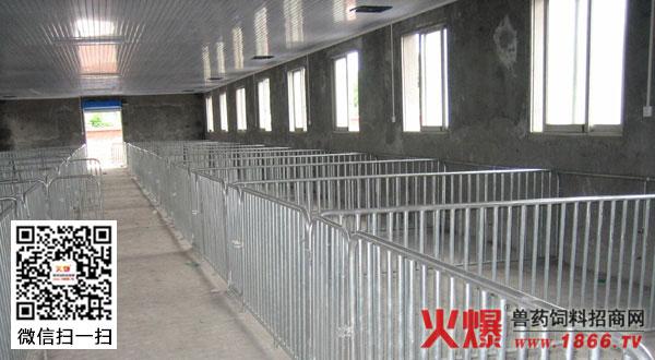 建造猪舍应注意的四点(图)