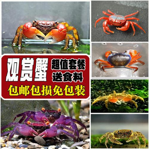 螃蟹深水迷你全时尚宝宝大包邮低价发财观赏蟹活体宠物秘密四季蟹