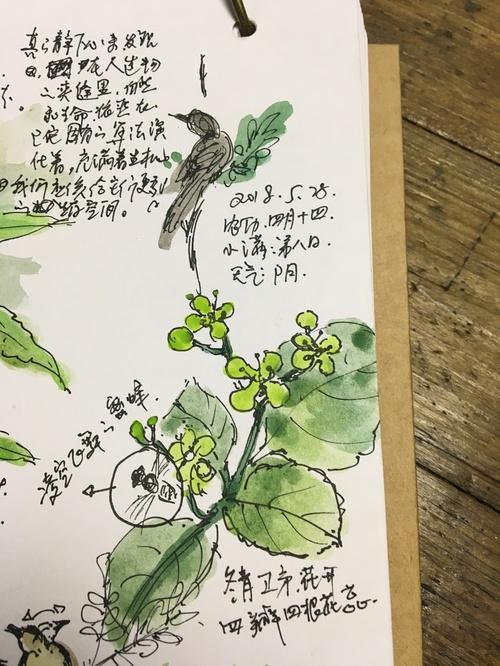 小满简笔画四季自然笔记