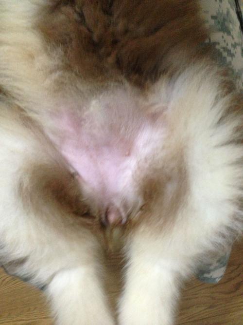 求鉴定小狗的公母