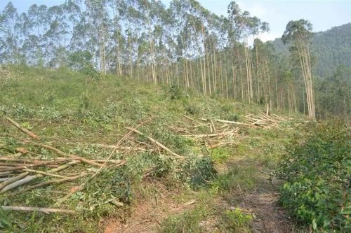 百朋镇的小覃砍伐自家种植的桉树为什么也犯了法?滥伐