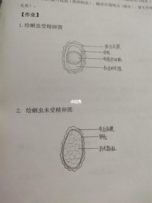 蛔虫,鞭虫,十二指肠钩虫,美洲钩虫,蛲虫,旋毛虫